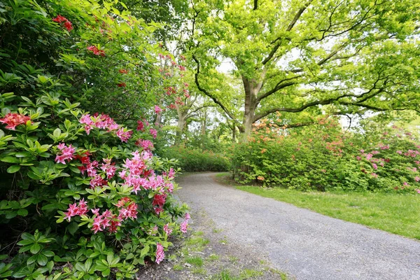 Helder bloeiende lente Park Stockfoto