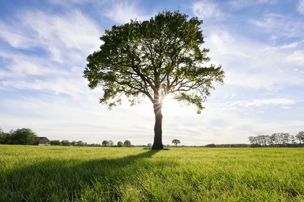 Велике дубове дерево і сонце Ліцензійні Стокові Фото