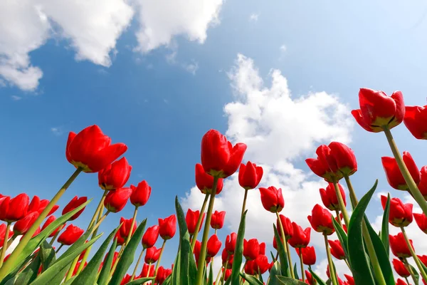 Red tulips over blue sky Royalty Free Stock Images
