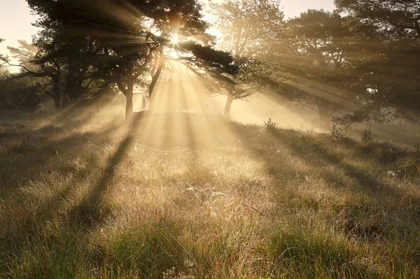 Raggi di sole nella nebbia tra gli alberi all'alba Immagini Stock Royalty Free