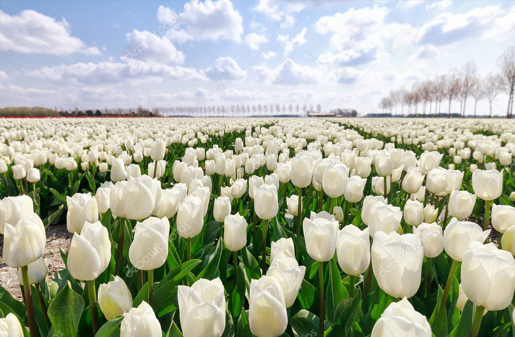 field with white tulips in Holland