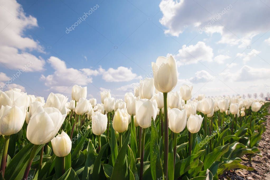 white tulip field an d blue sky