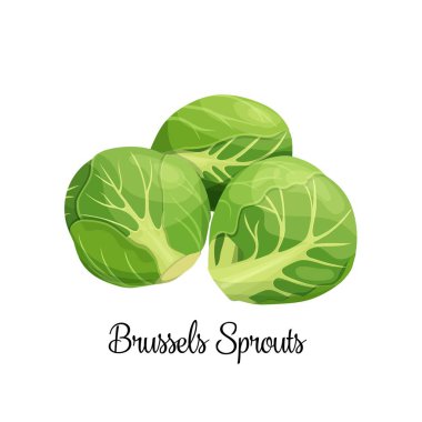 Brüksel lahanası vektörü