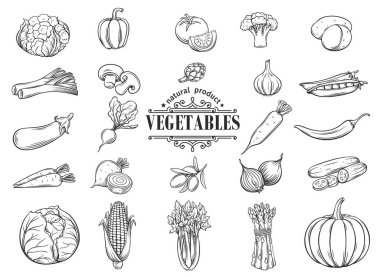 Vektör el çizimi sebze ikonları hazır. Dekoratif retro tarzı koleksiyon tarım ürünü restoran menüsü, pazar etiketi.