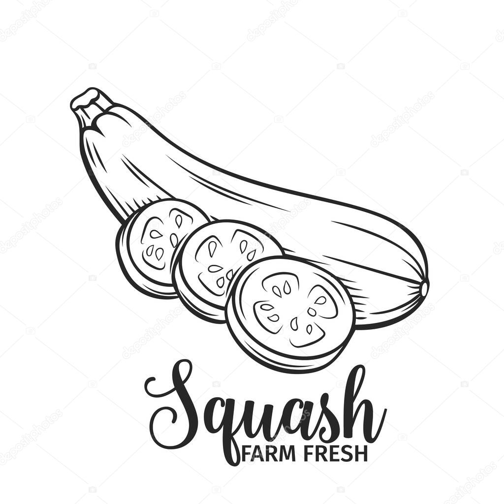 Hand drawn squash icon. Vector badge vegetable in the old ink style for brochures, banner, restaurant menu and market