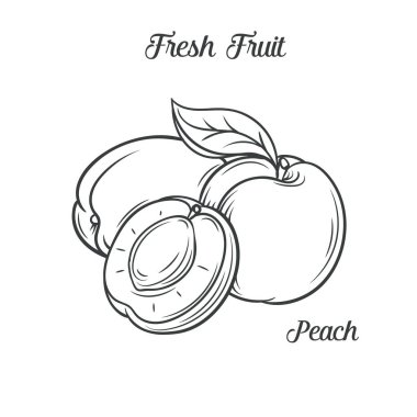 El çizimi şeftali ikonu. Vektör dekoratif şeftali meyvesi, eski mürekkep tarzında. Broşürler, afişler, restoran menüsü ve pazar için şeftali simgesi