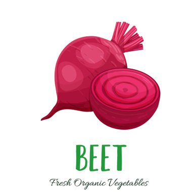 Vektör pancarı. Çiftlik pazarı menüsü için sebze çizimi. Sağlıklı gıda tasarımı