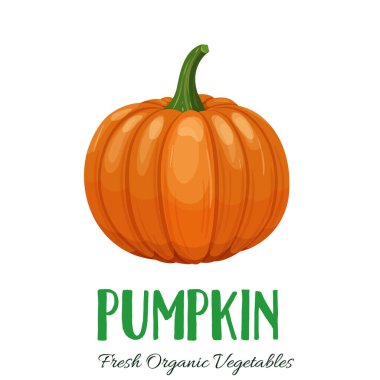 Vektör balkabağı. Çiftlik pazarı menüsü için sebze çizimi. Sağlıklı gıda tasarımı