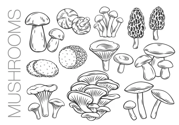 Edible Mushrooms Outline Vector Icons Engraved Forest Plants Natural Protein — Stock Vector