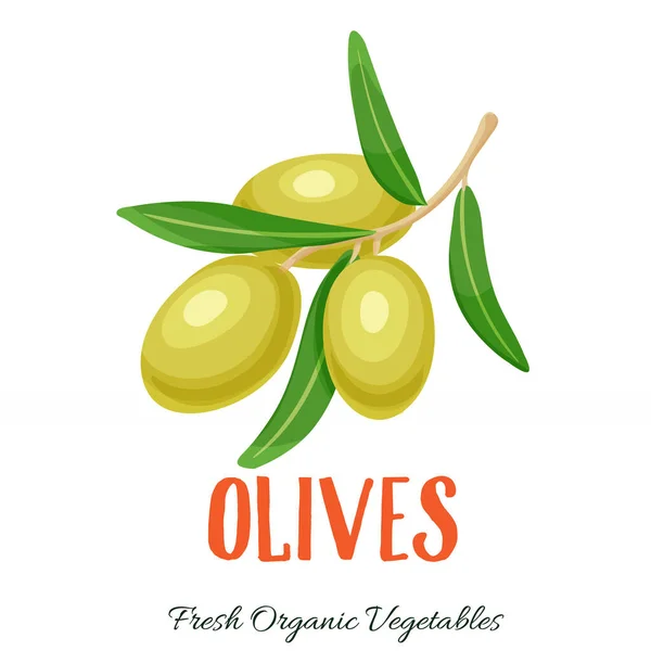 Vektorové Olivy Vegetační Ilustrace Pro Zemědělské Tržní Menu Zdravý Design — Stockový vektor