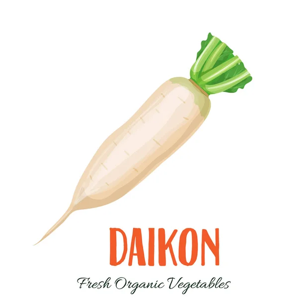 Vektor Daikon Vegetační Ilustrace Pro Zemědělské Tržní Menu Zdravý Design — Stockový vektor