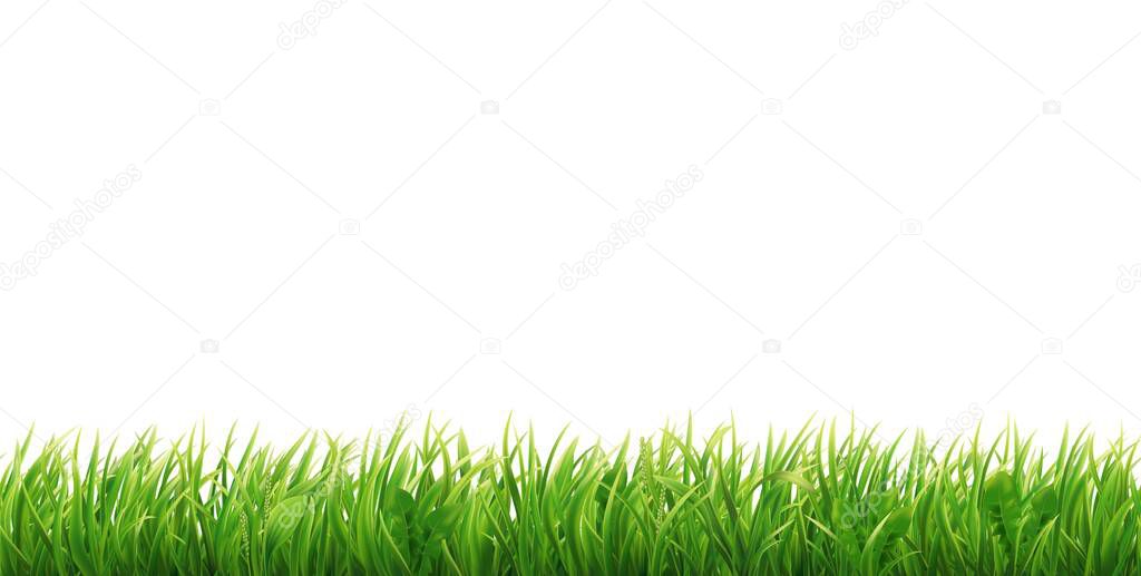 Green grass seamless border. Realistic horizontal field, lawn or meadow. Vector illustration.