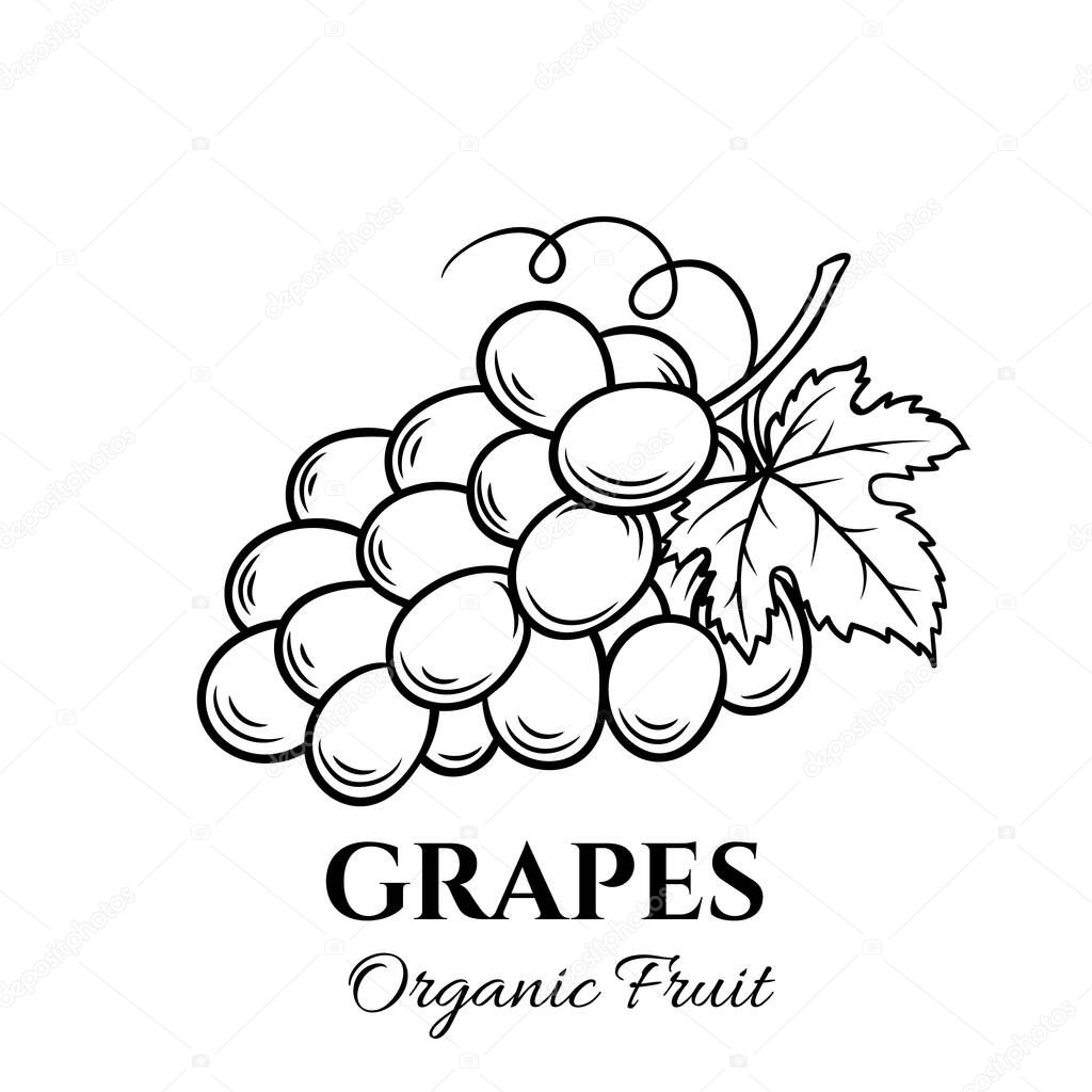 Hand drawn grapes icon. Vector badge fruit in the old ink style for brochures, banner, restaurant menu and market