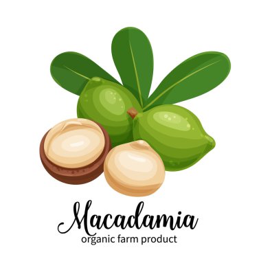 Macadamia fındıkları çizgi film tarzında.