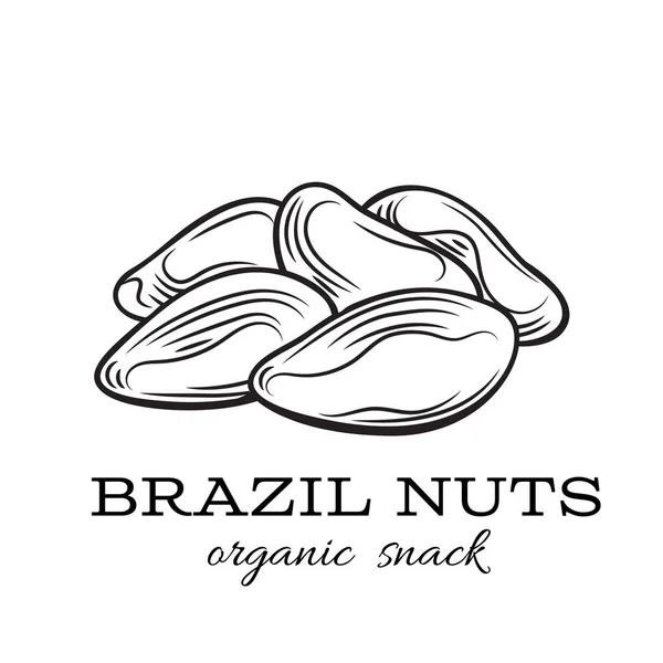 Vetor castanhas do brasil — Vetor de Stock