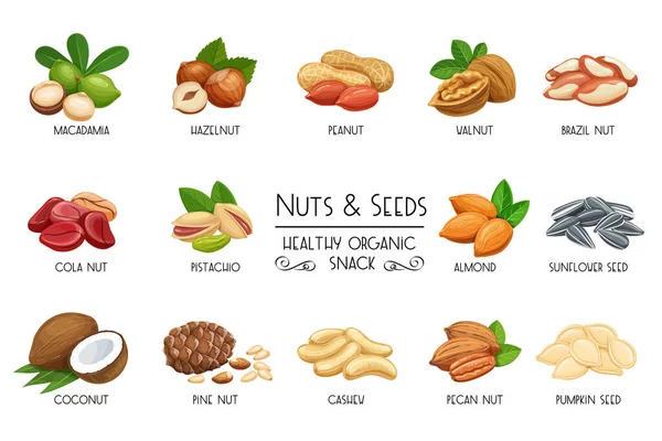 Establecer iconos vectoriales frutos secos y semillas. — Vector de stock