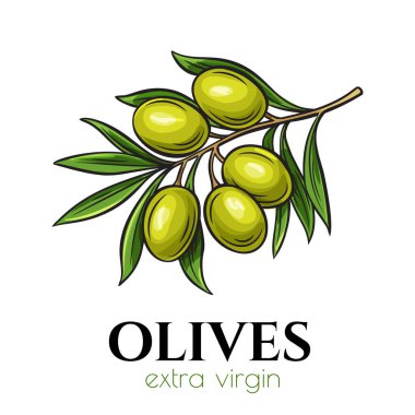 Broşürler, afişler, restoran menüleri ve pazar için eski mürekkep taslak tarzında zeytin ikonu çizen vektör el.