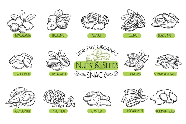 Nastavit Vektorové Ikony Ručně Kreslené Ořechy Semena Cola Ořechy Štěňátka — Stockový vektor