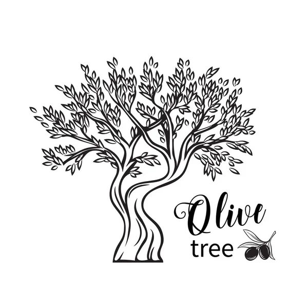 Vector Hand Drawn Olive Tree Retro Sketch Style Ancient Greek — Stock Vector