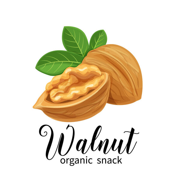 Vector walnut in cartoon style for template label, packing and emblem farmer market design