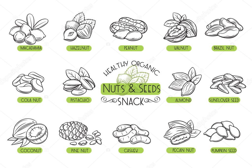Set vector icons hand drawn nuts and seeds. Cola nut, pupkin seed, peanut and sunflower seeds. Pistachio, cashew, coconut, hazelnut and macadamia. Illustration in sketch retro style.
