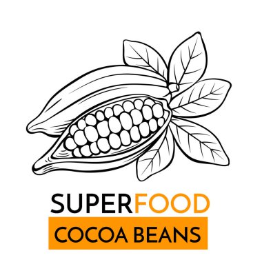 El yapımı vektör süper yiyecek kakao çekirdekleri. Eskici tarzında çizim. Şablon Sağlıklı Yemek Tasarımı.