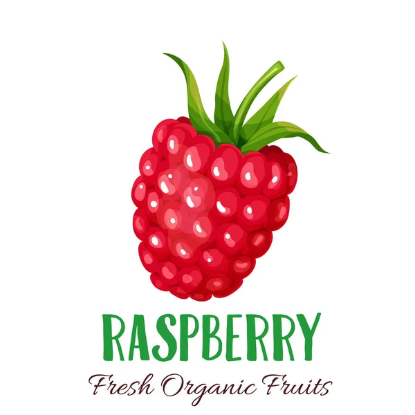 Lampone Vettoriale Illustrazione Bacche Frutta Menu Mercato Agricolo Design Sano — Vettoriale Stock