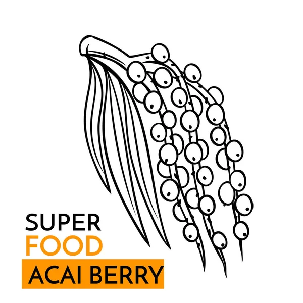 Ícone Vetor Desenhado Mão Acai Berry Superfood Desenho Ilustração Estilo — Vetor de Stock