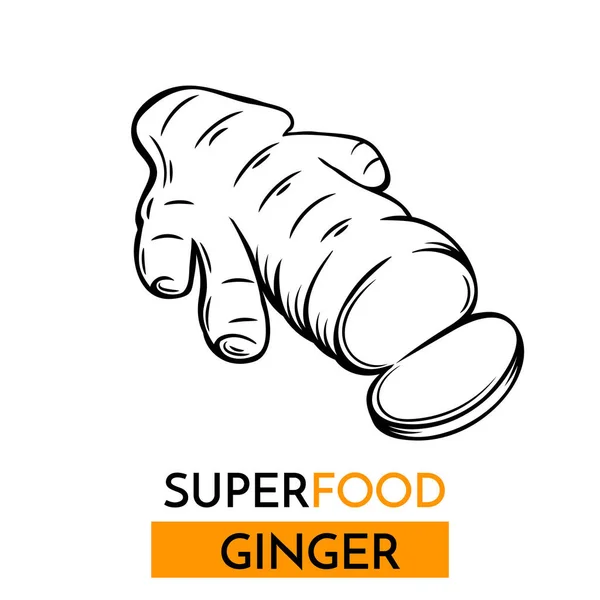 Ícone Vetorial Desenhado Mão Gengibre Superfood Desenho Ilustração Estilo Vintage — Vetor de Stock