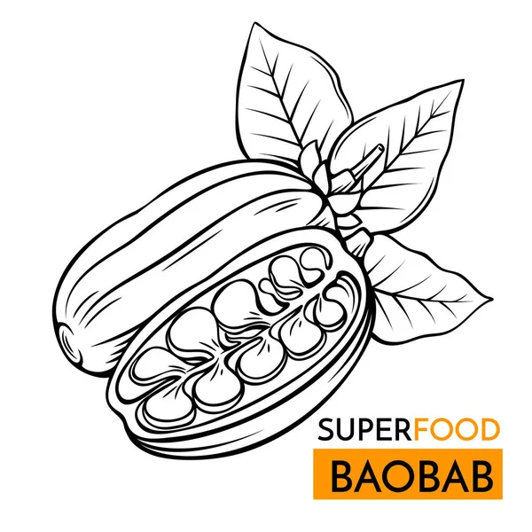 Handgetekende Vector Icoon Superfood Baobab Schets Illustratie Vintage Stijl Design — Stockvector