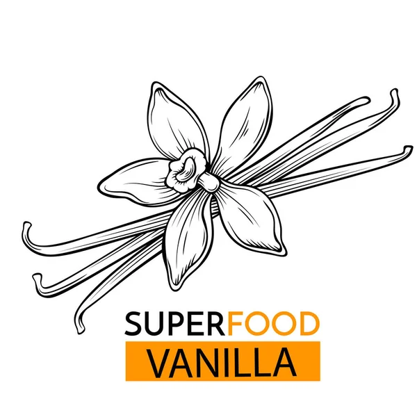 Ícone Vetorial Desenhado Mão Superfood Baunilha Desenho Ilustração Estilo Vintage — Vetor de Stock