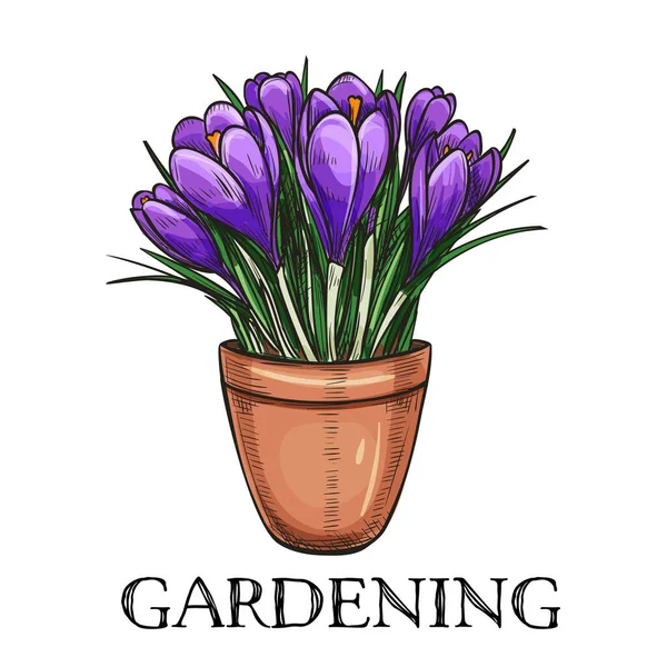 Crocus Een Pot Hand Getekend Schets Tuin Bloemen Voor Tuinieren — Stockvector