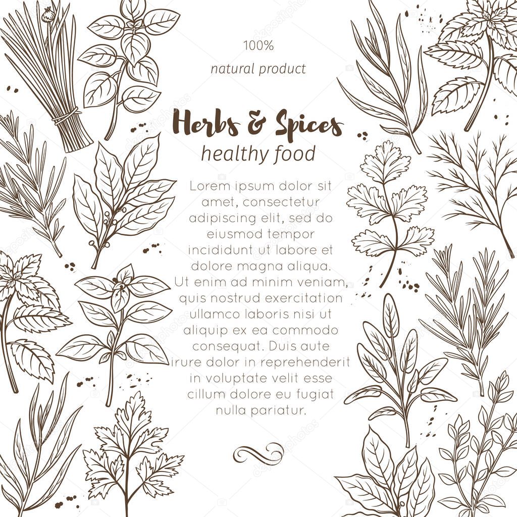 Page design template with hand drawn sketch herbs and spices for farmers market menu design. Vector illustration culinary herbs in ink retro style.