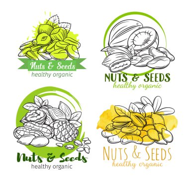 El yapımı fındık ve çekirdekli pankartlar veya etiketler. Kola fındığı, kabak tohumu, fıstık ve ayçiçeği çekirdeği. Fıstık, kaju, hindistan cevizi, fındık ve macadamia. Eskiz retro tarzında vektör illüstrasyonu.