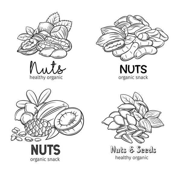 Banner Met Handgetekende Noten Zaden Pistache Cashew Kokosnoot Hazelnoot Macadamia — Stockvector