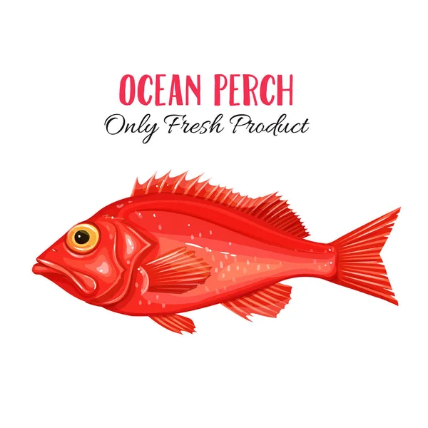 矢量红海栖木 设计海鲜包装和市场用虹膜牌塞鱼 — 图库矢量图片