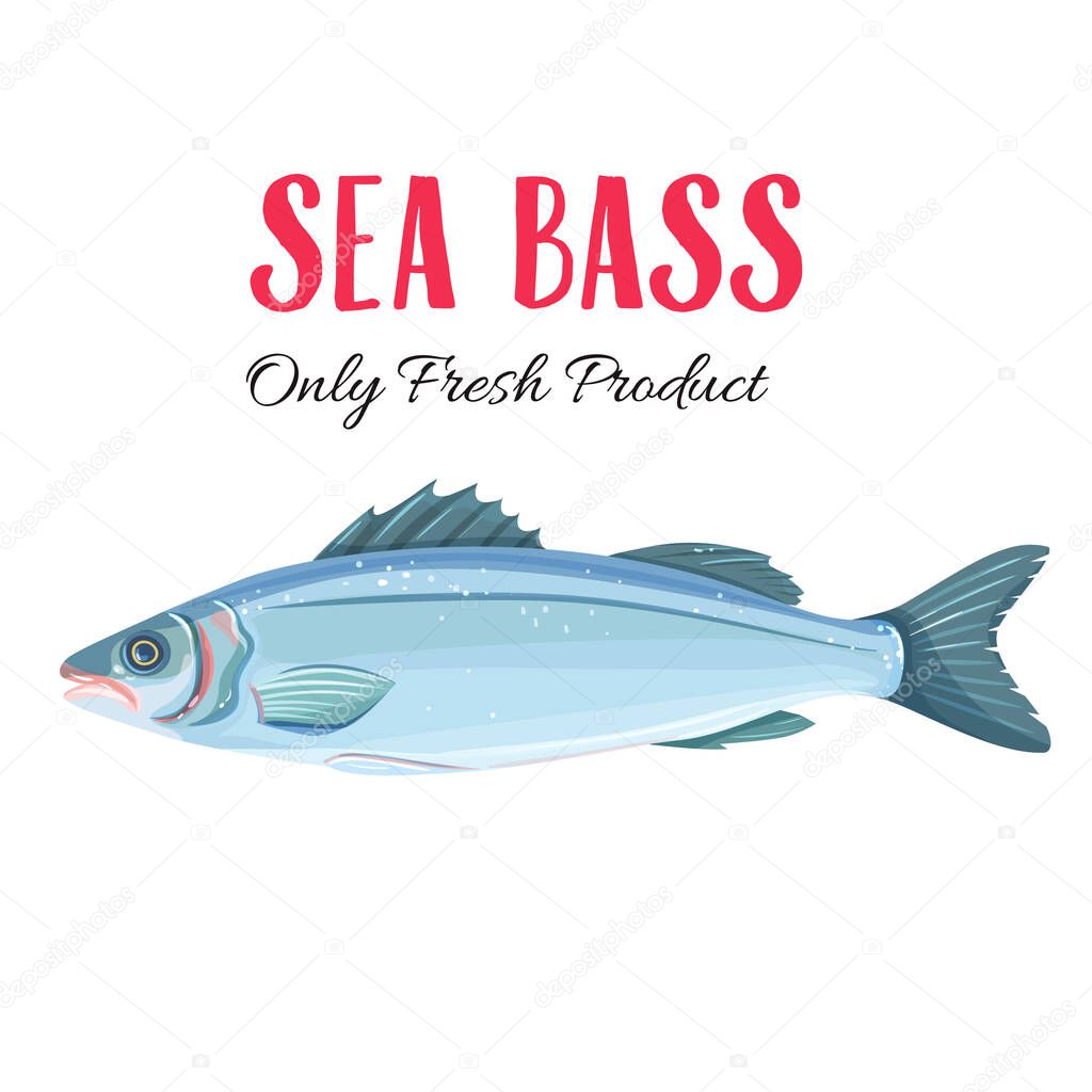 Vector Sea Bass. Icon badge fish for design seafood packaging and market.