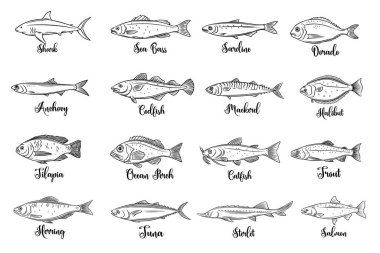 Set vector fish. Hand drawn seafood with bream, mackerel, tunny or sterlet, catfish, codfish and halibut. Cartoon icon tilapia, ocean perch, sardine, anchovy, sea bass and dorado. . Retro style clipart