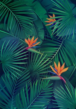 Yaprakları ve çiçekleri olan tropikal bir arka plan. Orman egzotik strelitzia, muz yaprağı, filodendron ve areca palmiyesi. Duvar kâğıdı ekran. Tropik cennet..