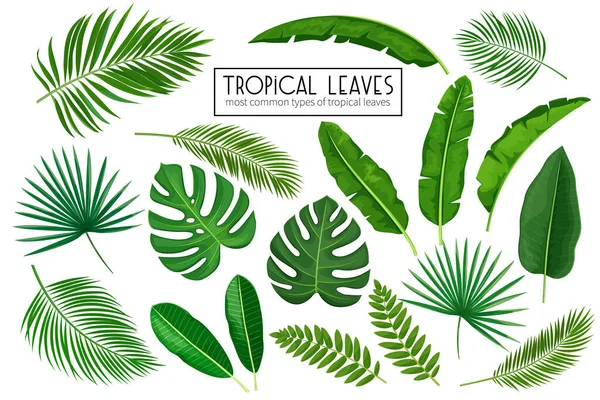 Vektör Tropikal Yaprakları Ayarladı Ormandaki Egzotik Yaprak Fildişi Areca Palmiyesi — Stok Vektör