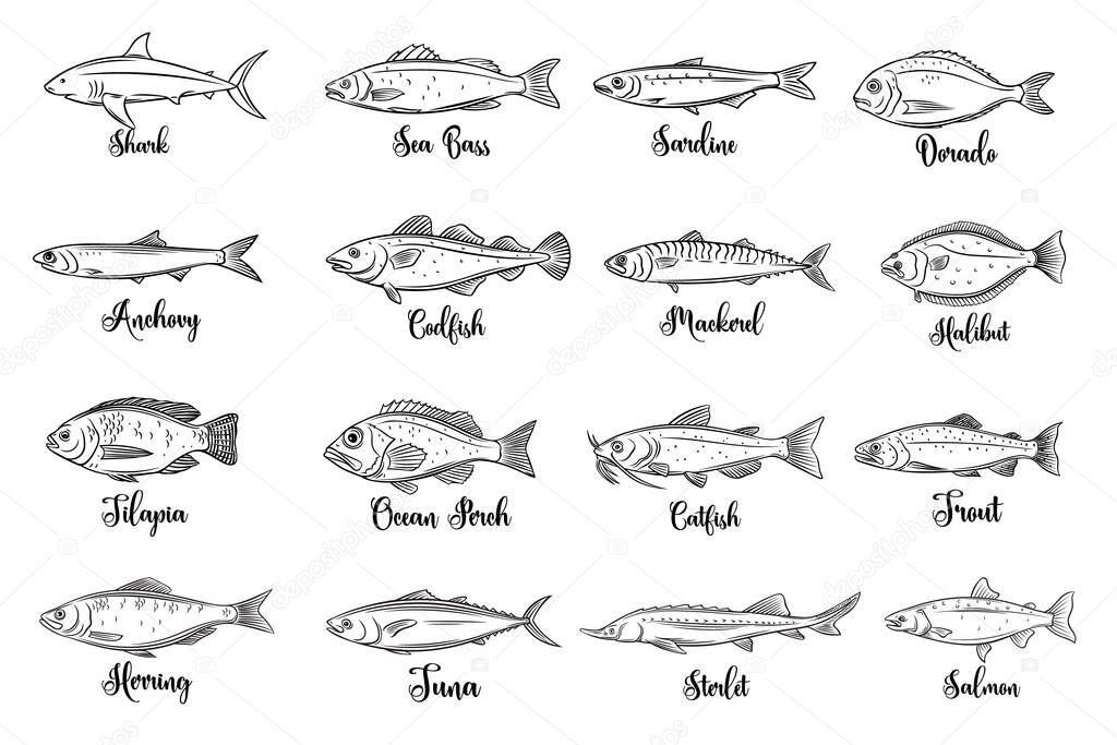 Set vector fish. Hand drawn seafood with bream, mackerel, tunny or sterlet, catfish, codfish and halibut. Cartoon icon tilapia, ocean perch, sardine, anchovy, sea bass and dorado. . Retro style