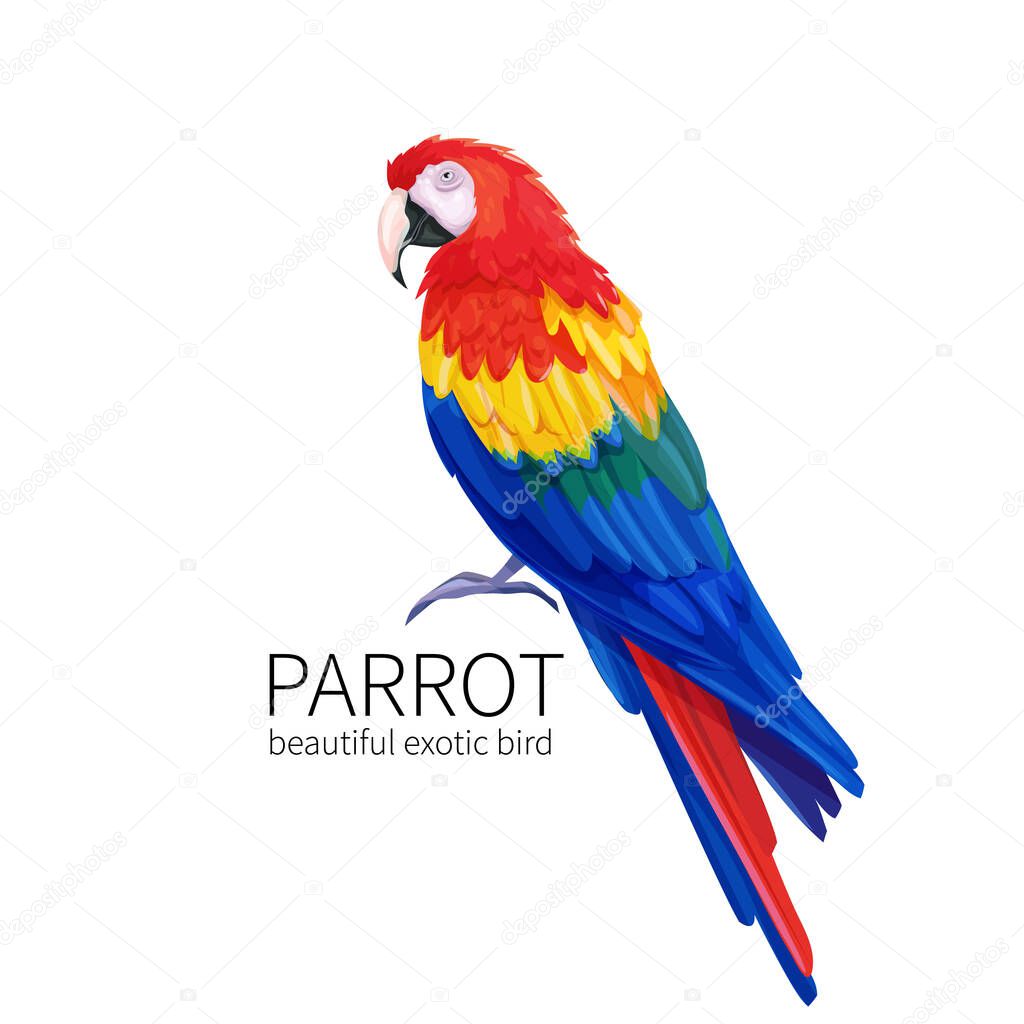 Vector parrot. Exotic tropical bird sitting. Bright illustration cartoon style for summer tropical paradise advertising vacation design.