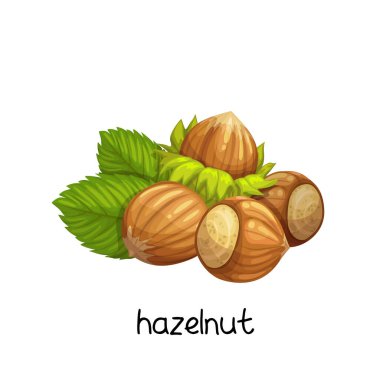 Şablon etiketi, ambalaj çerezi ve amblem çiftçi pazarı tasarımı için karikatür biçimli vektör fındığı.