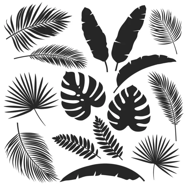 Establecer Siluetas Vectoriales Hojas Tropicales Selva Monocromática Hoja Exótica Filodendro — Archivo Imágenes Vectoriales