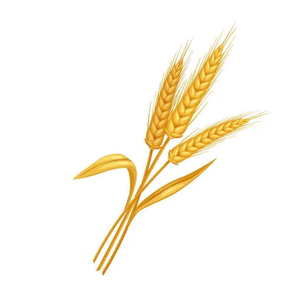 반사기 Vector Rye Wheat Spikelets 만들기 설명하 십시오 — 스톡 벡터