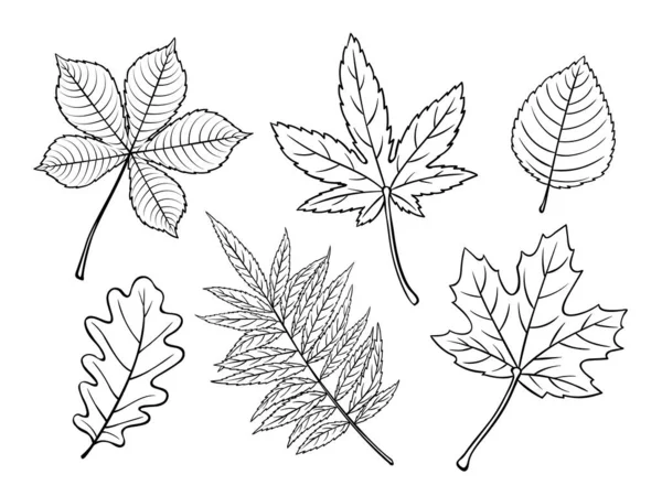 Ručně Kreslené Podzimní Listy Javor Dub Jilm Kaštan Japonský Javor — Stockový vektor