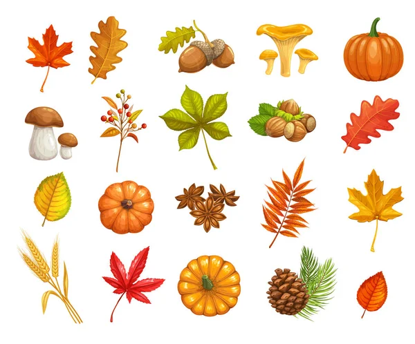 Herbstsymbole Gesetzt Herbstlaubahorn Eiche Ulme Kürbis Tannenzapfen Pilze Kastanien Blätter — Stockvektor