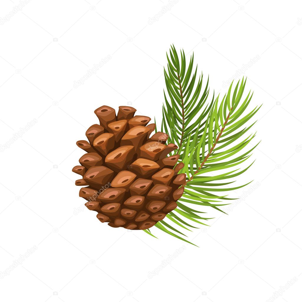 Vector pine branch with cone. Illustration in cartoon style.