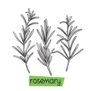 Rosemary el çizimi vektör çizimi. Bitkiler ve baharatlar.