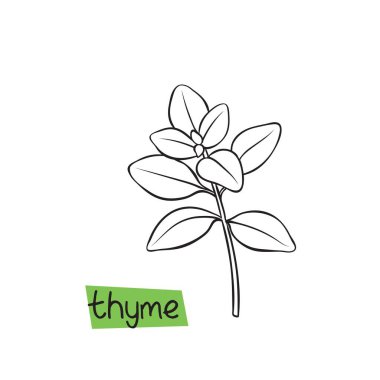 Kekik elle çizilmiş vektör çizimi. Bitkiler ve baharatlar.